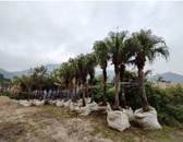 A row of palm trees

AI-generated content may be incorrect.