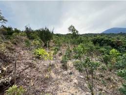 A field of bushes and trees

AI-generated content may be incorrect.