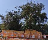 A tree in the middle of a fence

AI-generated content may be incorrect.