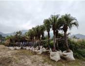 A row of palm trees

AI-generated content may be incorrect.