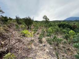 A close-up of a hill with plants

AI-generated content may be incorrect.